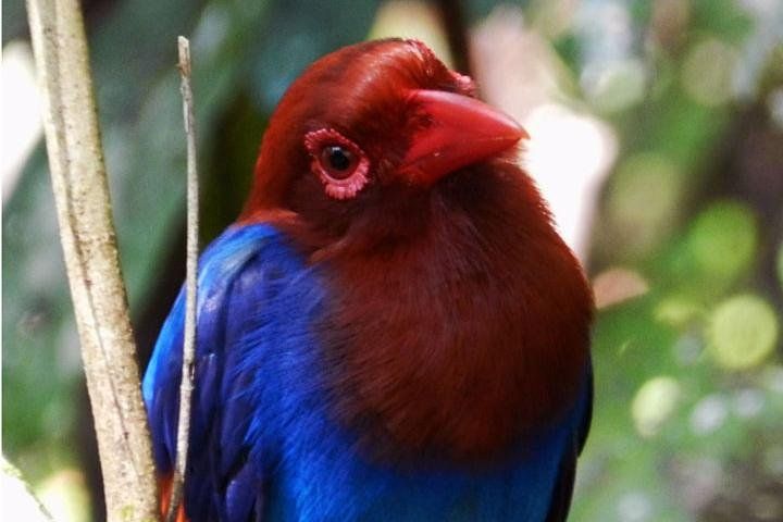 Ceylon Blue Magpie- a brilliantly coloured endemic from Sri Lanka